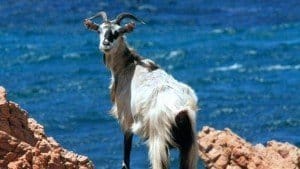 Wild goat, Tavolara island, Loiri Porto San Paolo, Sardinia, Italy