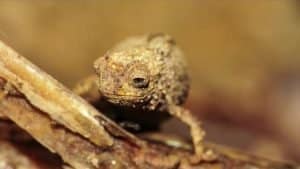 Smallest Reptile discovered in Madagascar