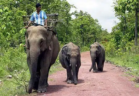 Elephants in Kafue National Park -Elephant