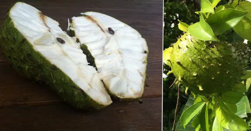 Soursop