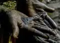 Female Genital Mutilation - FGM/C