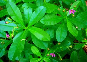Health Benefits of Waterleaf