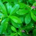 Health Benefits of Waterleaf