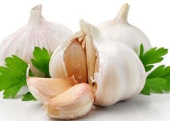 foods that boosts your immune system