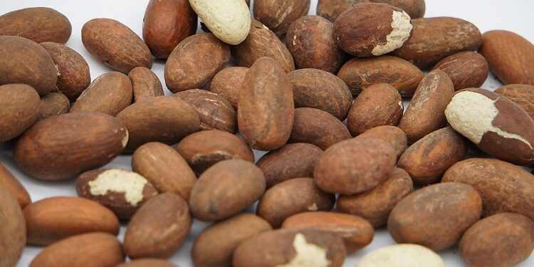 Health Benefits of Bitter Kola nuts