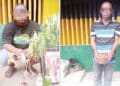 herbalist with Yahoo Boys