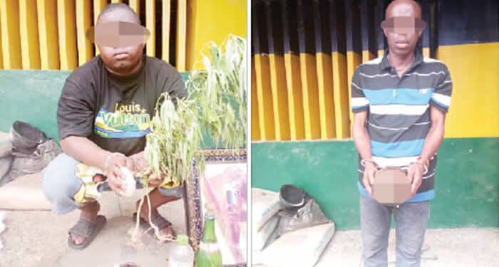 herbalist with Yahoo Boys