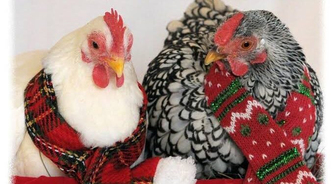 Christmas Fowl