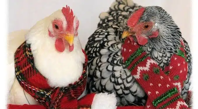 Christmas Fowl