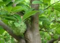 Custard Apple Fruit Tree