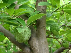 Custard Apple Fruit Tree
