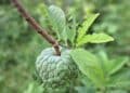 Custard Apples Fruits