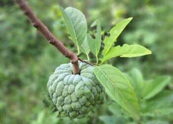 Custard Apples Fruits