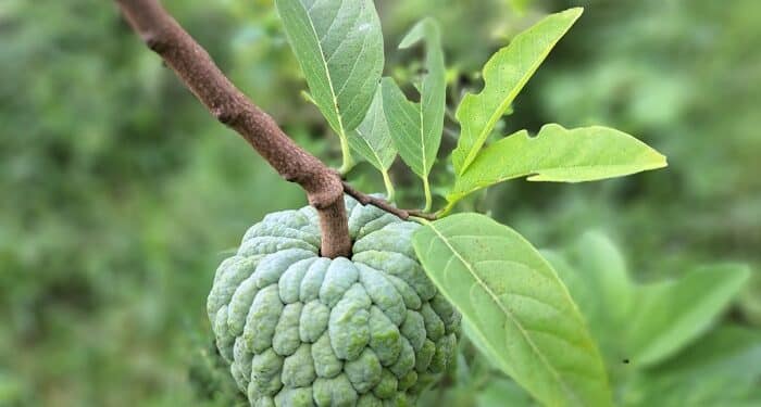 Custard Apples Fruits