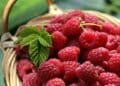 Raspberries