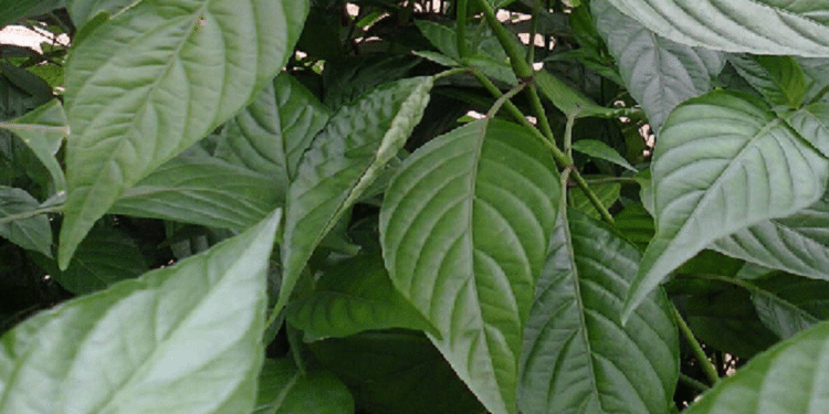 Justicia carnea - ewe eje -