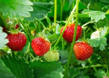 Strawberries