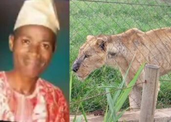 Lion kills Obafemi Awolowo University - OAU Staff