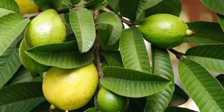 Guava Leaves Health Benefits