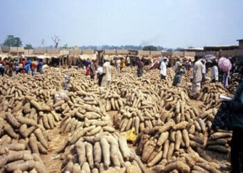 Taxes On Yam Rice Food Products Importation