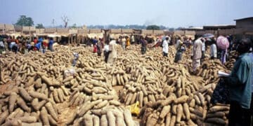 Taxes On Yam Rice Food Products Importation