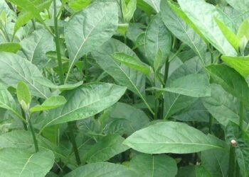 Health Benefits of Bitter Leaf - Bitter Leaves