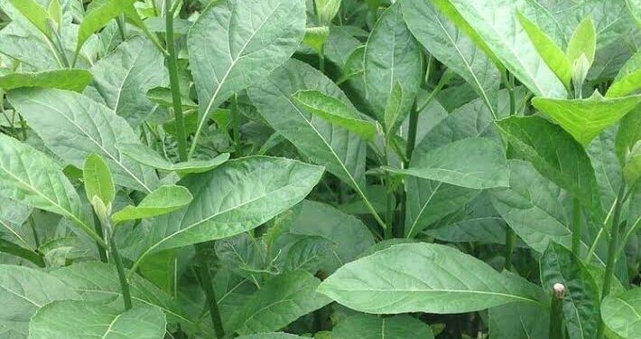 Health Benefits of Bitter Leaf - Bitter Leaves