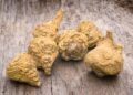 Health benefits of maca root
