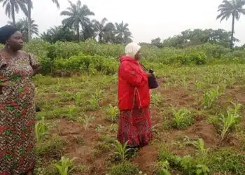 Oyo's Billion Naira SAfER Project Eludes Marginalised Women Farmers, Field Investigation Uncovers - seed yam production