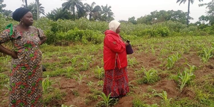 Oyo's Billion Naira SAfER Project Eludes Marginalised Women Farmers, Field Investigation Uncovers