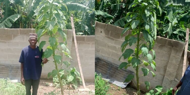 Tallest African Spinach tree in Africa