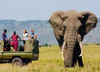The Kenya Safari