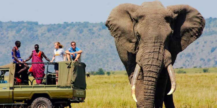 The Kenya Safari