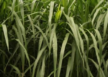 elephant grass - Pennisetum purpureum