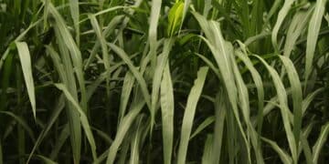 elephant grass - Pennisetum purpureum