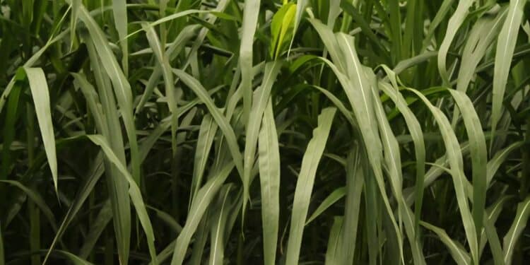 elephant grass - Pennisetum purpureum