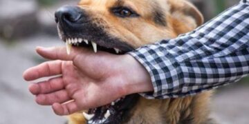 Enugu Rabies Outbreak