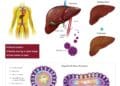 Hepatitis B Virus