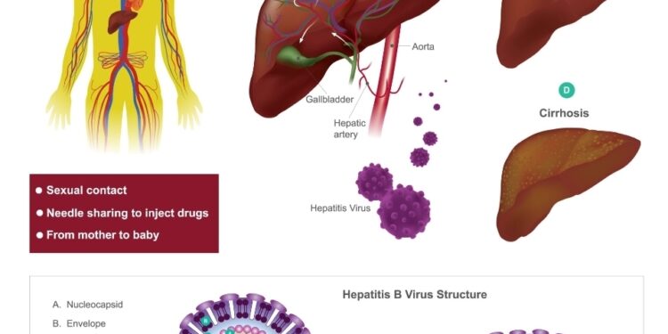 Hepatitis B Virus