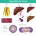 Hepatitis B Virus