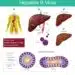 Hepatitis B Virus